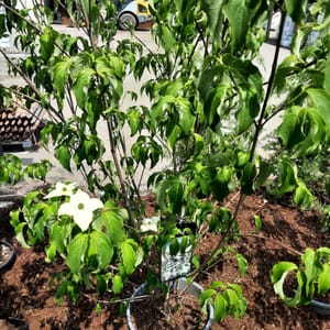 cornus-00007426-červen