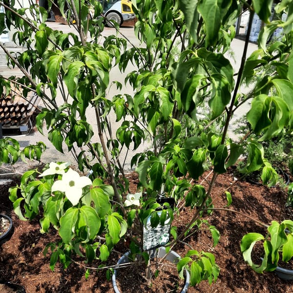 cornus-00007426-červen