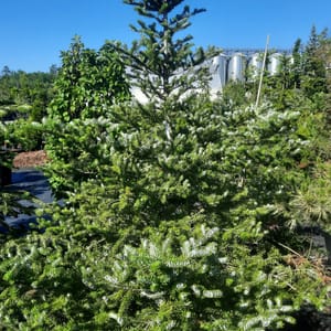abies-00005632-červen