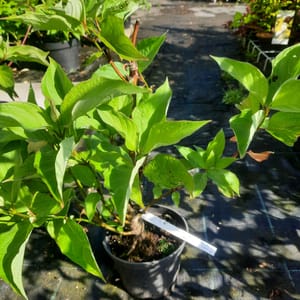 cornus-00003642-červen