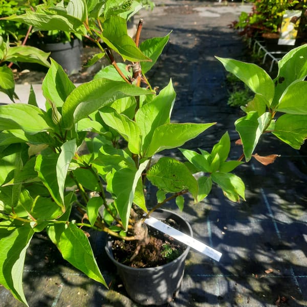 cornus-00003642-červen