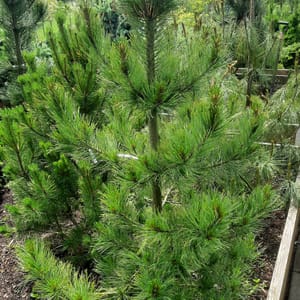 pinus-00005604-červen