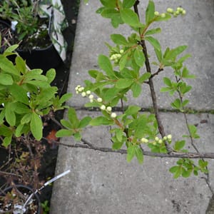 Exochorda racemosa 'Niagara'_2022_Keř_80/100_16.květen