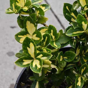 Euonymus fortunei_2022_Keř_10/20_14.červen