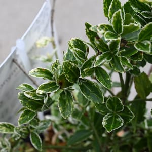 Euonymus fortunei 'Harlequin'_2022_Keř_10/20_14.červen