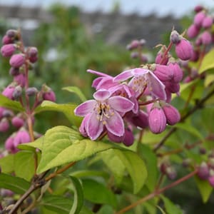 Deutzia 'Stawberry Field'_2022_Keř_40/60_14.červen