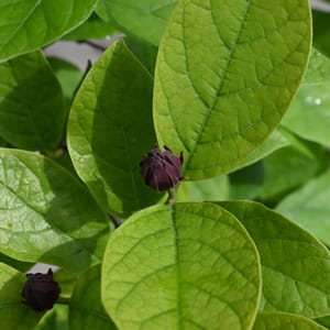 Calycanthus fertilis_2022_Keř_60/80_14.červen