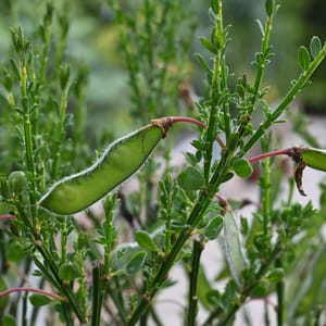 Cytisus 'Boskoop Ruby'_2023_Keř_40/60_14.červen