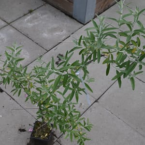 Elaeagnus angustifolia_2022_Keř_40/60_14.červen