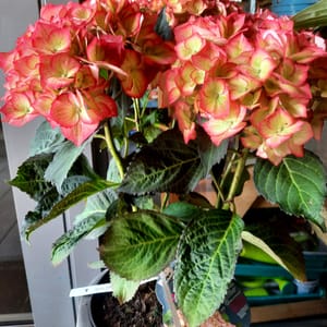 hydrangea-00007658-červen