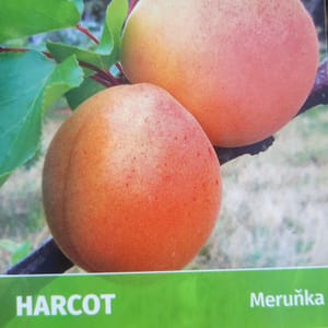 prunus-00006496-červen