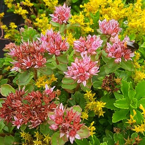 sedum-00006855-červenec