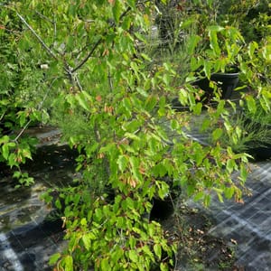 acer-00004881-červen