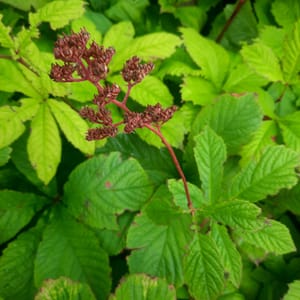 rodgersia-00006811-červenec