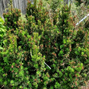 taxus-00003020-červen