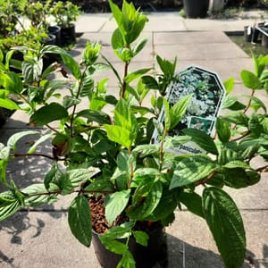 hydrangea-00007431-červen