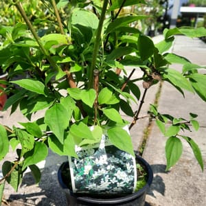 philadelphus-00005061-červen
