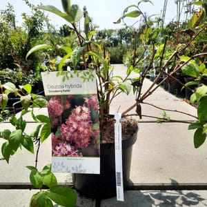 deutzia-00007143-červen