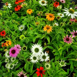 echinacea-00006648-červenec