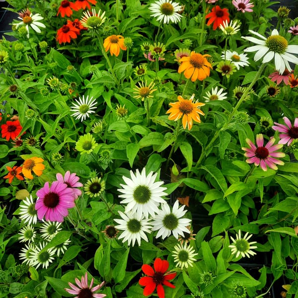 echinacea-00006648-červenec