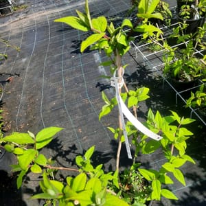 deutzia-00007501-červen