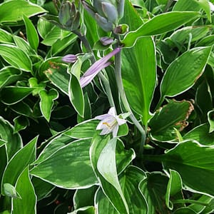 hosta-00006717-červenec