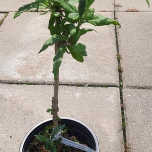 buddleja-00005040-červen