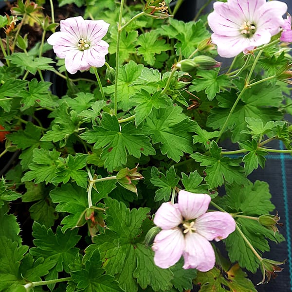 geranium-00006667-červenec