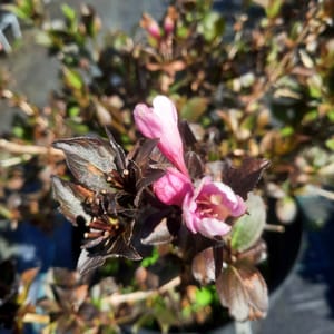 weigela-00006206-červen