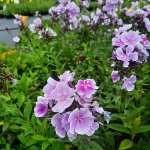 phlox-00006788-červenec