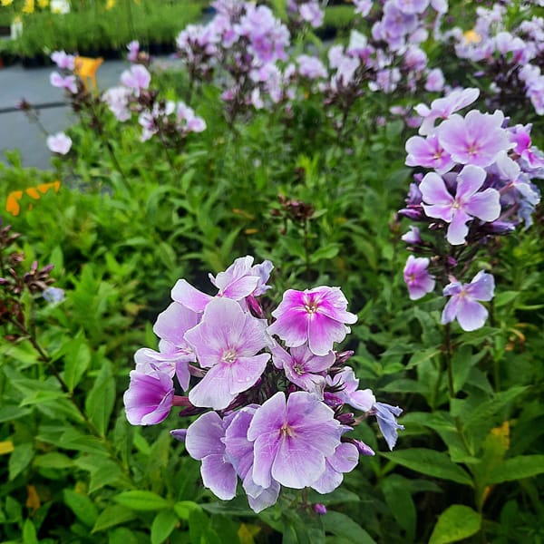 phlox-00006788-červenec