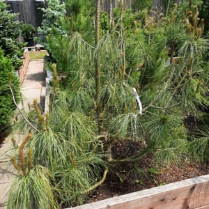 pinus-00002976-červen