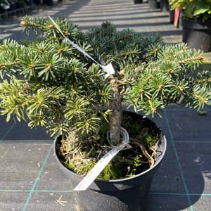 Abies borisii regissi 'Greece'_2023_Keř_10/20_20.srpen