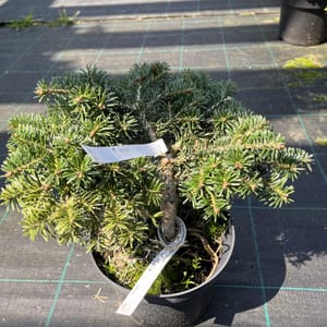 Abies borisii regissi 'Greece'_2023_Keř_10/20_20.srpen