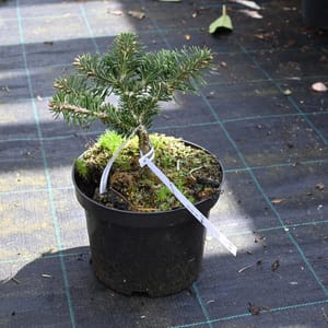 Abies borisii regissi 'Greece'_2023_Keř_10/20_9.květen