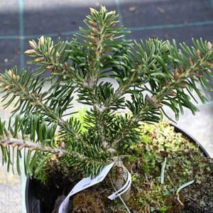 Abies borisii regissi 'Greece'_2023_Keř_10/20_9.květen