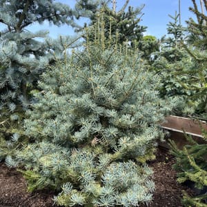 Abies concolor 'Archer's Dwarf'_2024_Strom_80/100_20.srpen