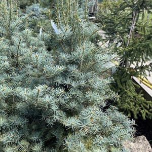 Abies concolor 'Archer's Dwarf'_2024_Strom_80/100_20.srpen