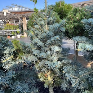 Abies concolor 'Nana'_2024_Strom_60/80_20.srpen