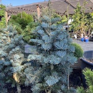 Abies concolor 'Nana'_2024_Strom_60/80_20.srpen