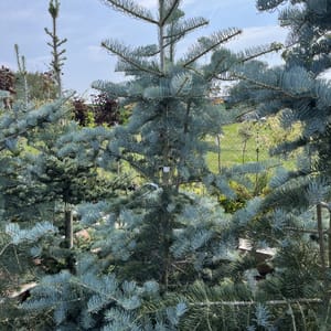 Abies concolor 'Violacea'_2023_Strom_150/175_20.srpen