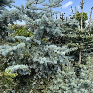 Abies concolor 'Violacea'_2023_Strom_150/175_20.srpen