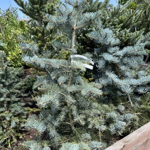 Abies concolor 'Violacea'_2023_Strom_60/80_20.srpen