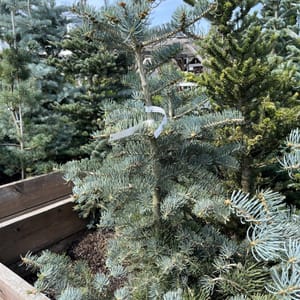 Abies concolor 'Violacea'_2023_Strom_60/80_20.srpen