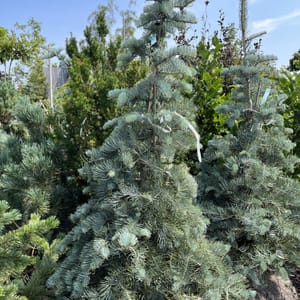 Abies concolor 'Violacea'_2024_Strom_125/150_20.srpen