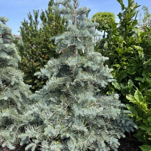 Abies concolor 'Violacea'_2024_Strom_125/150_20.srpen