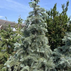 Abies concolor 'Violacea'_2024_Strom_125/150_20.srpen