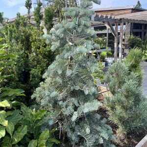 Abies concolor 'Violacea'_2024_Strom_125/150_20.srpen