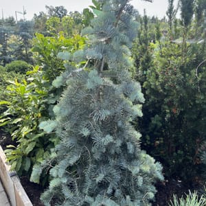 Abies concolor 'Violacea'_2024_Strom_125/150_20.srpen