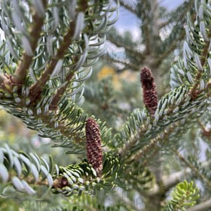Abies koreana 'Silberlocke'_2023_Strom_80/100_10.září